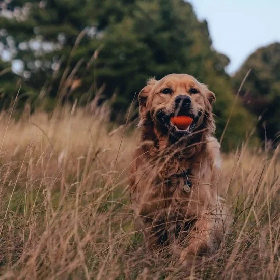 Beco Pets Fetch Ball - Stuiterende Hondenbal - Ideaal voor apporteren - Past in werpstok - Oranje
