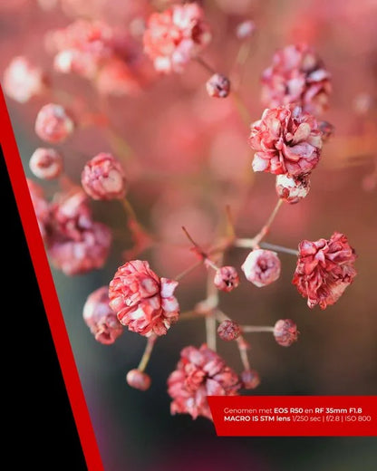 Canon EOS R50 - Systeemcamera - Body