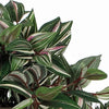 Mica Decorations Kunstplant Tradescantia vader hangplant - 45 cm - groen - Kunstplanten/nepplanten